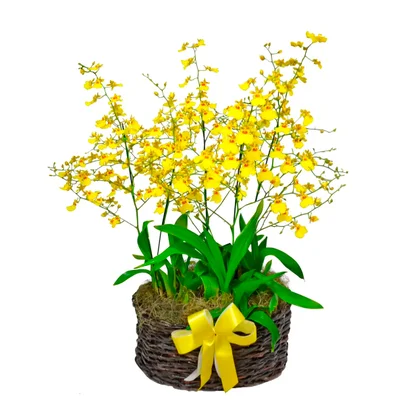 Foto do produto em Vasos de flores